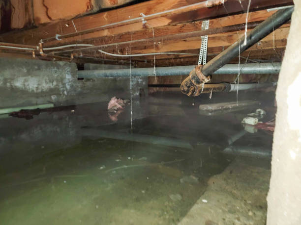 Best Flooded house restoration  in Coralville, IA